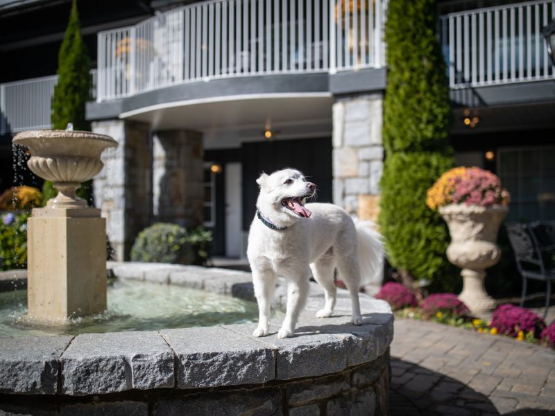 PetFriendly Hotels in NC DogFriendly Places to Stay